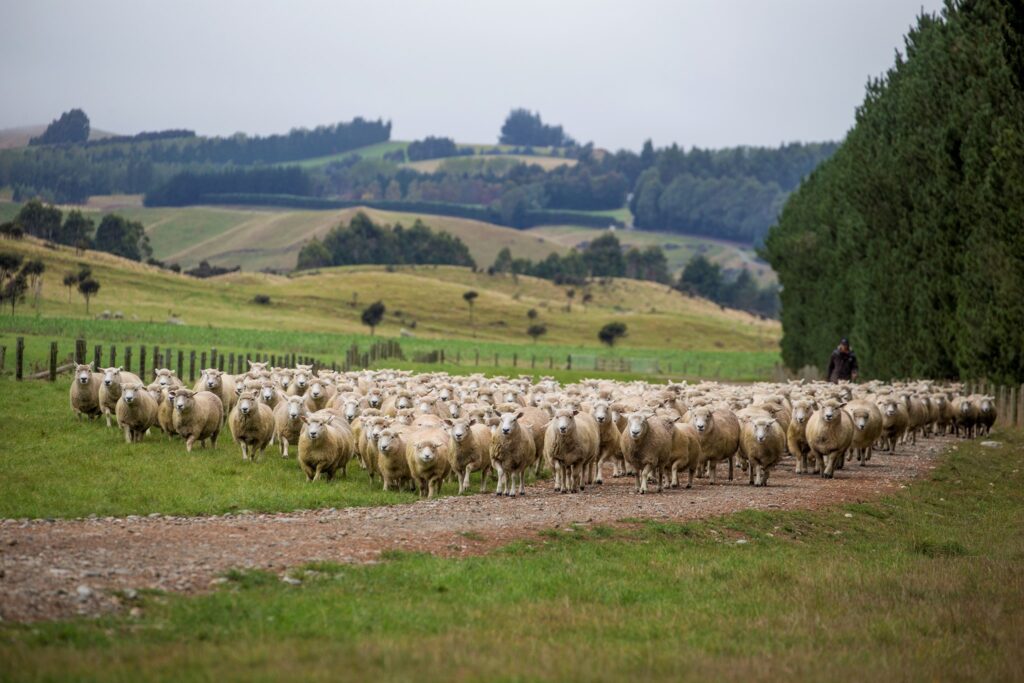 Best Wool Carpets crafted with ethically responsible production methods.