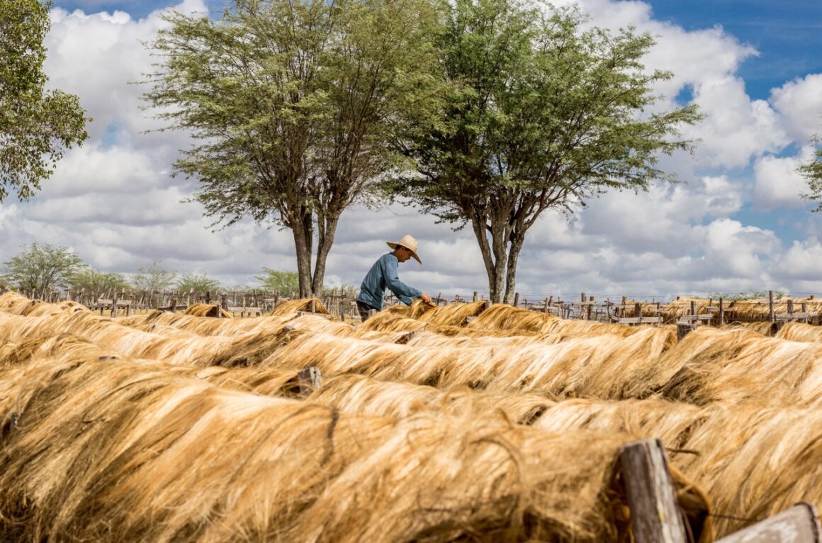 Sisal harvesting in Brazil.