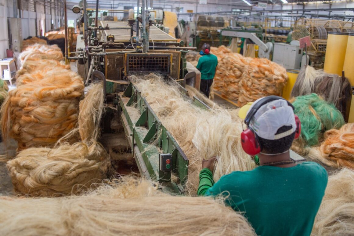 Sisal processing in Brazil.