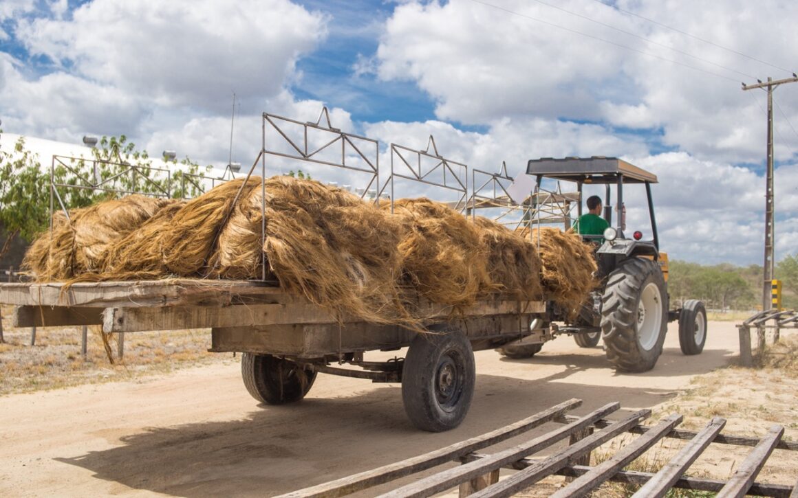 Sisal harvesting in Brazil.